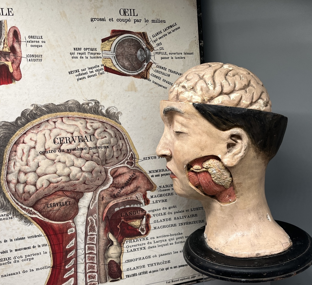 Dissected Anatomical Female Teaching Model, France, Second Half Of The 19th Century 
