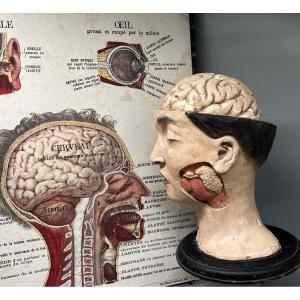 Modèle féminin anatomique pédagogique disséquée, France, seconde moitié du XIXe siècle 