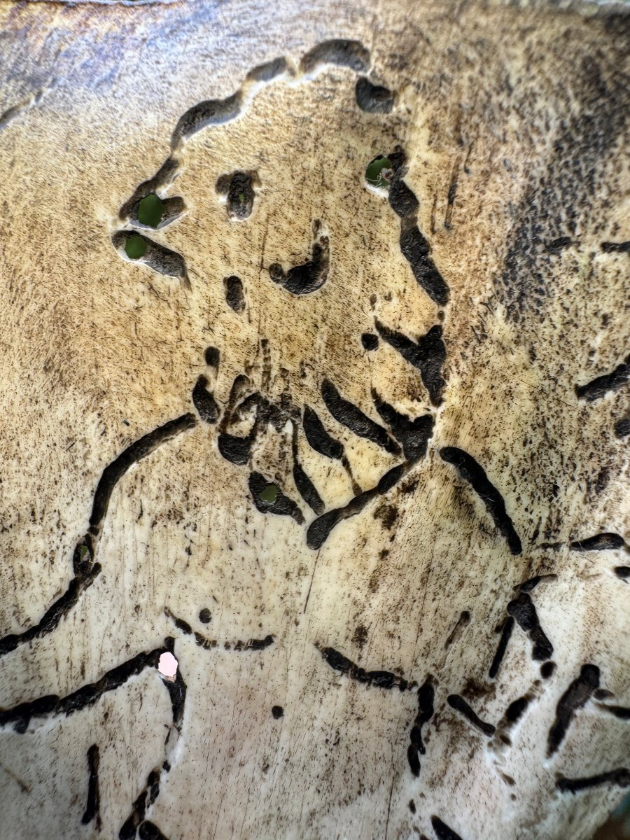 Curiosit&eacute;, Abraxas, Diable &ndash; Magie noire &ndash; Os grav&eacute; &ndash; Objet de sorcellerie - Occultisme -photo-8