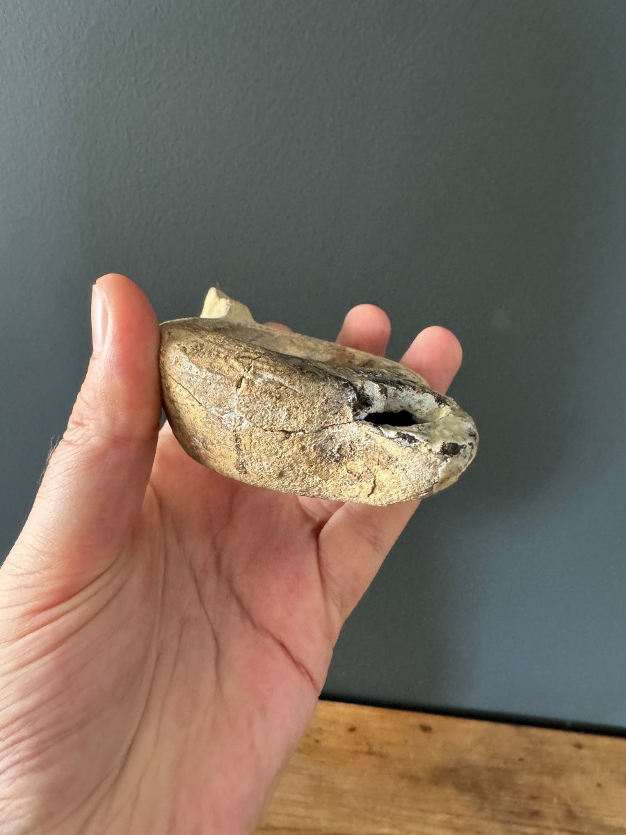 Artefact – Antiquité – Lampe à huile en terre cuite avec documentation – Dauphin – Archéologie-photo-6