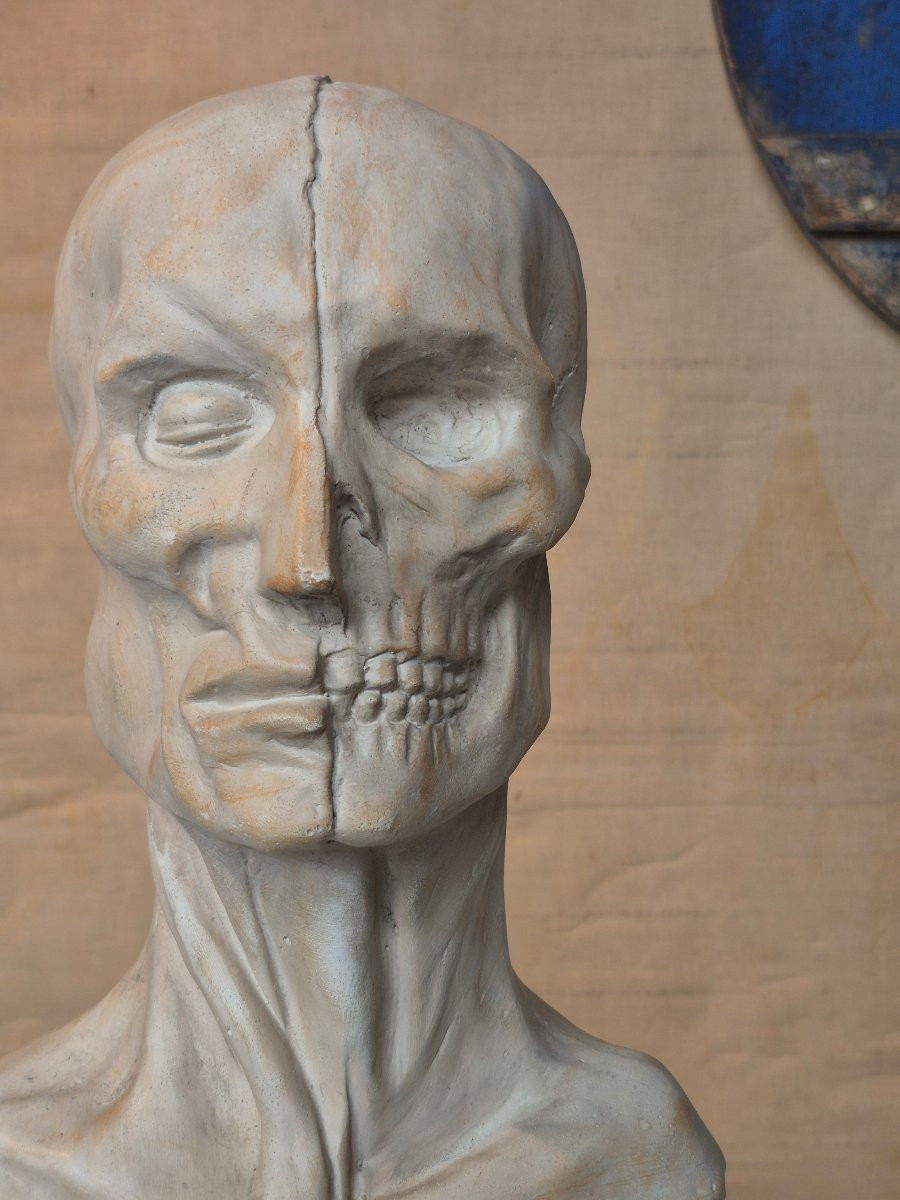 Vintage Plaster Ecorche Bust-photo-2