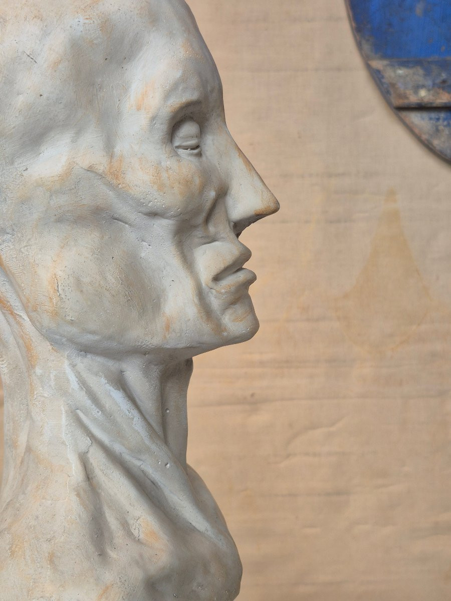 Vintage Plaster Ecorche Bust-photo-4