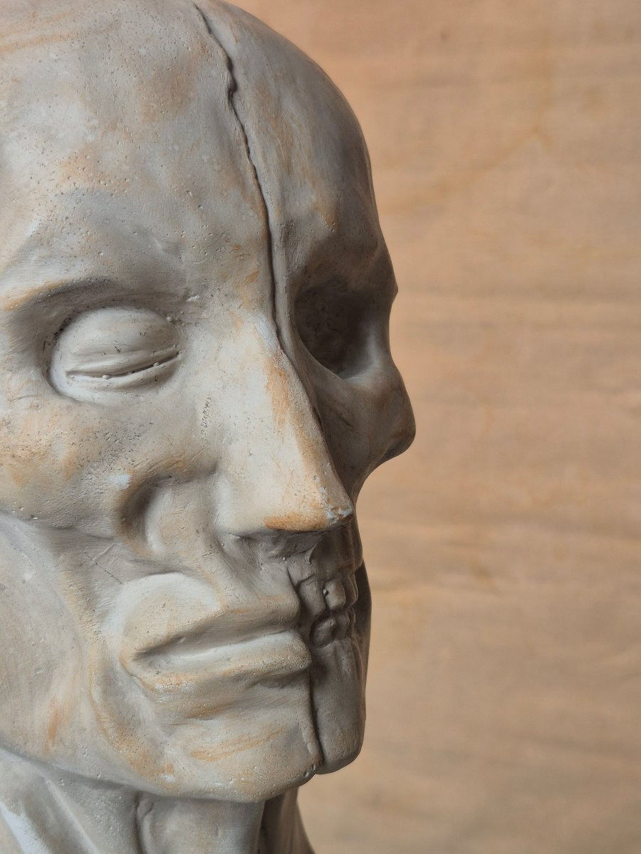 Vintage Plaster Ecorche Bust-photo-5