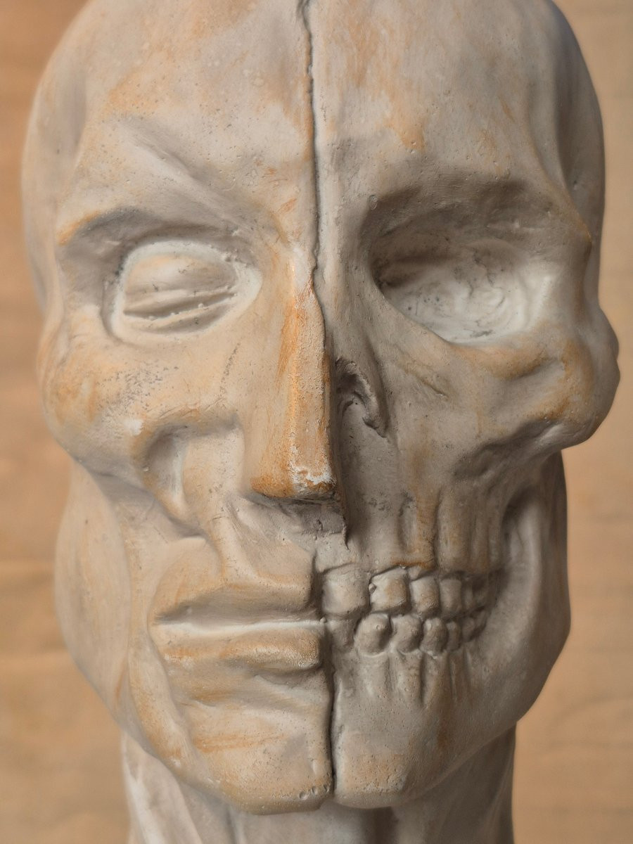Vintage Plaster Ecorche Bust-photo-7