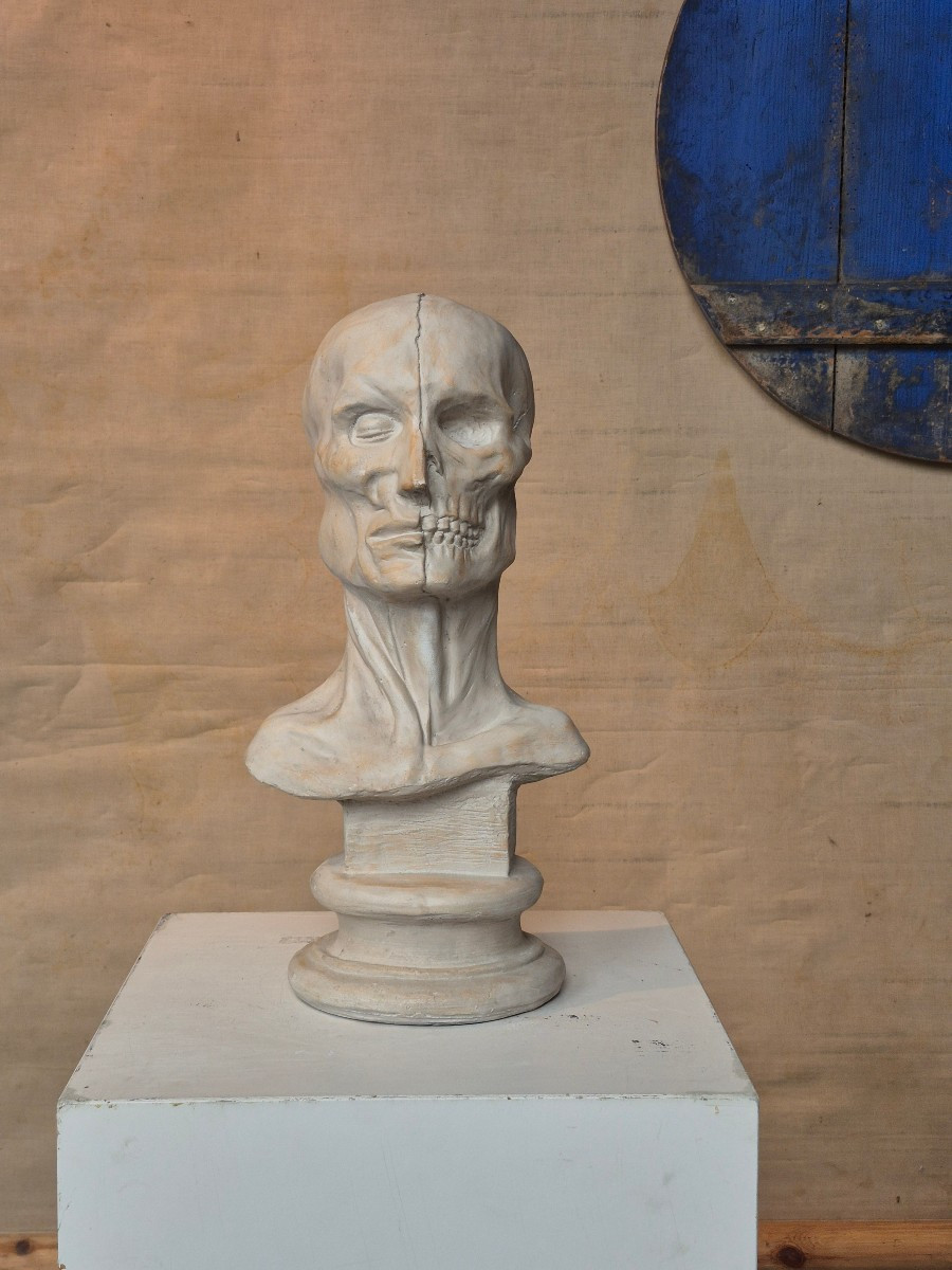 Vintage Plaster Ecorche Bust