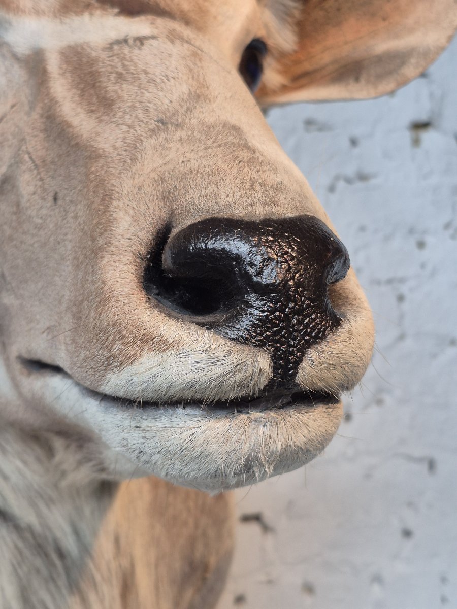 Greater Kudu Vintage Taxidermy Mount-photo-2