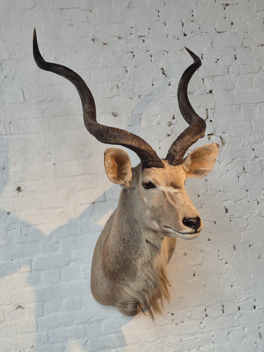 Greater Kudu Vintage Taxidermy Mount-photo-4