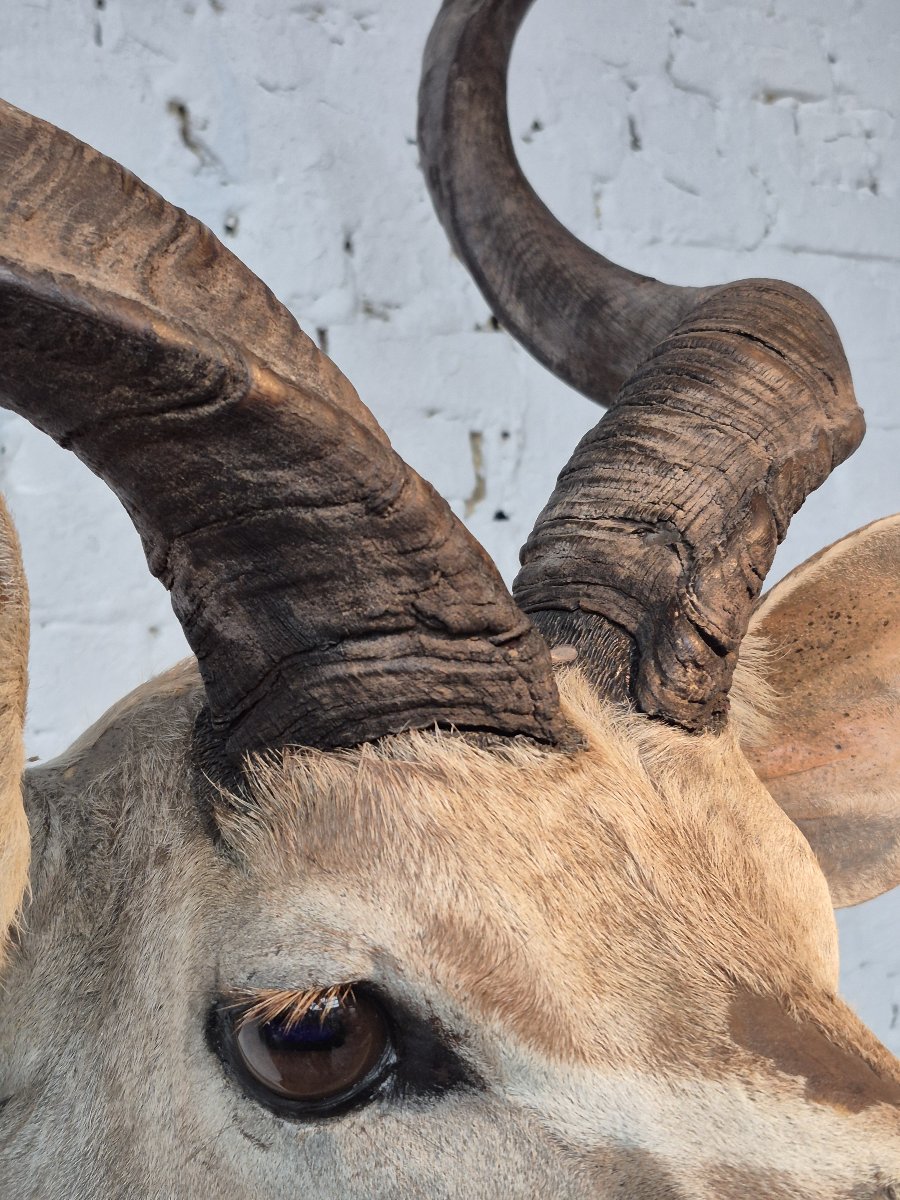 Greater Kudu Vintage Taxidermy Mount-photo-3