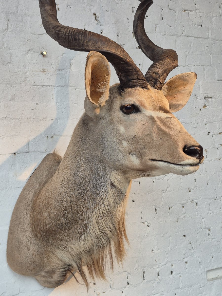 Greater Kudu Vintage Taxidermy Mount-photo-5