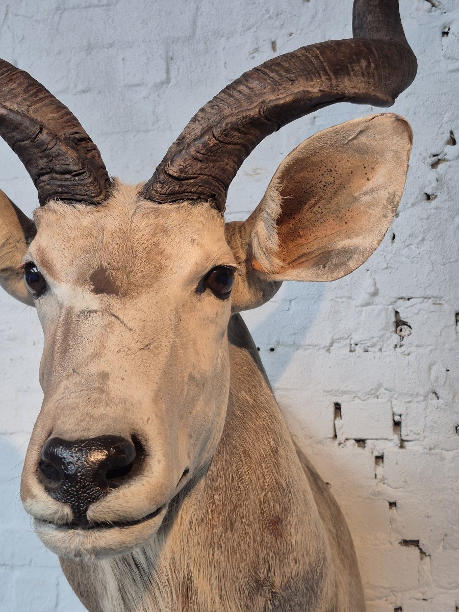 Greater Kudu Vintage Taxidermy Mount-photo-6