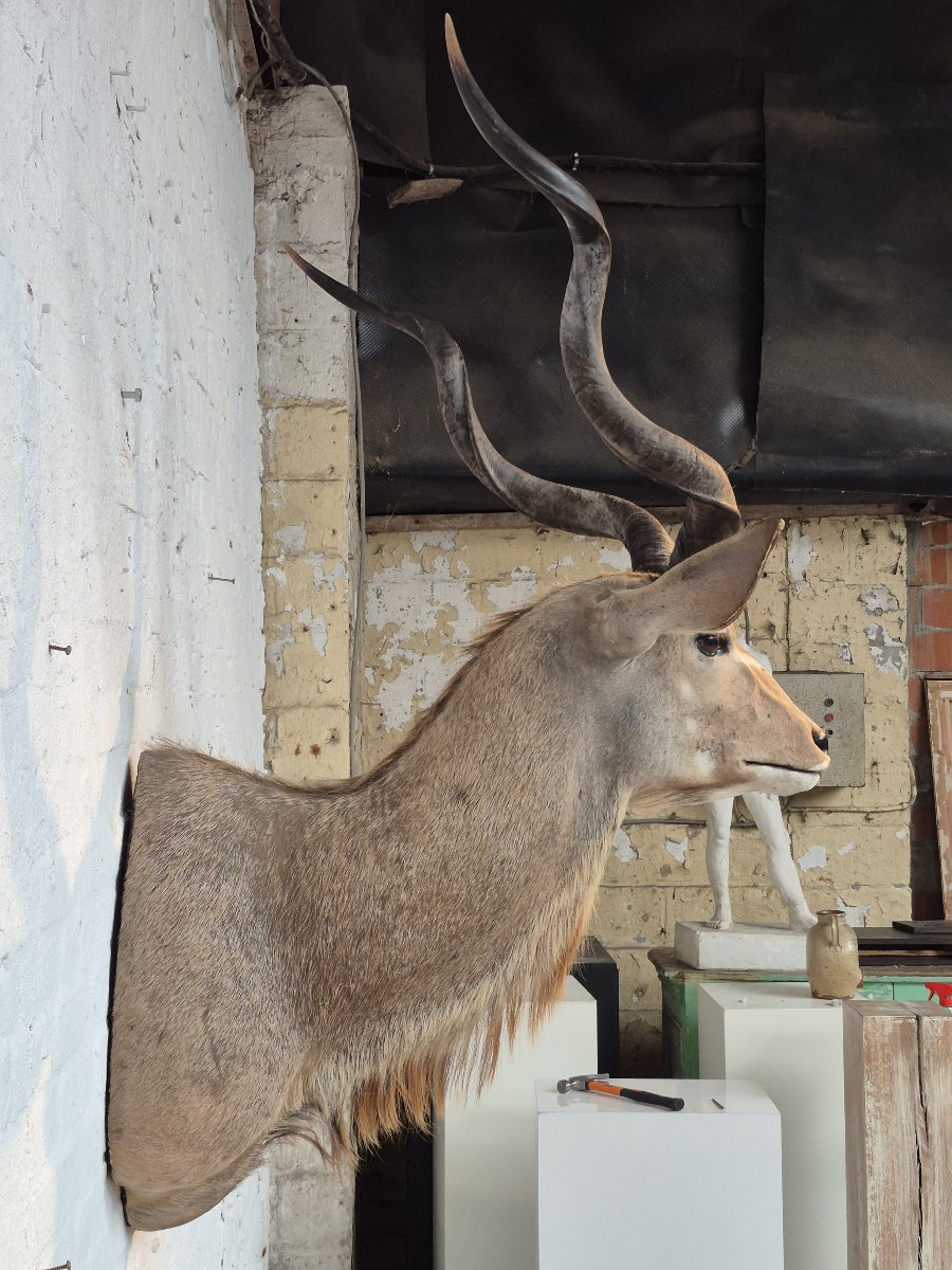 Greater Kudu Vintage Taxidermy Mount-photo-8