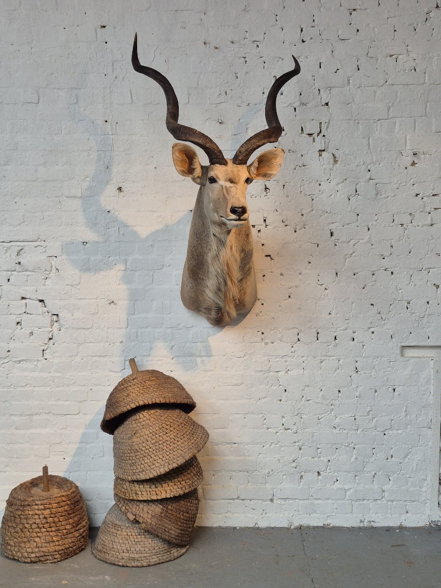 Greater Kudu Vintage Taxidermy Mount