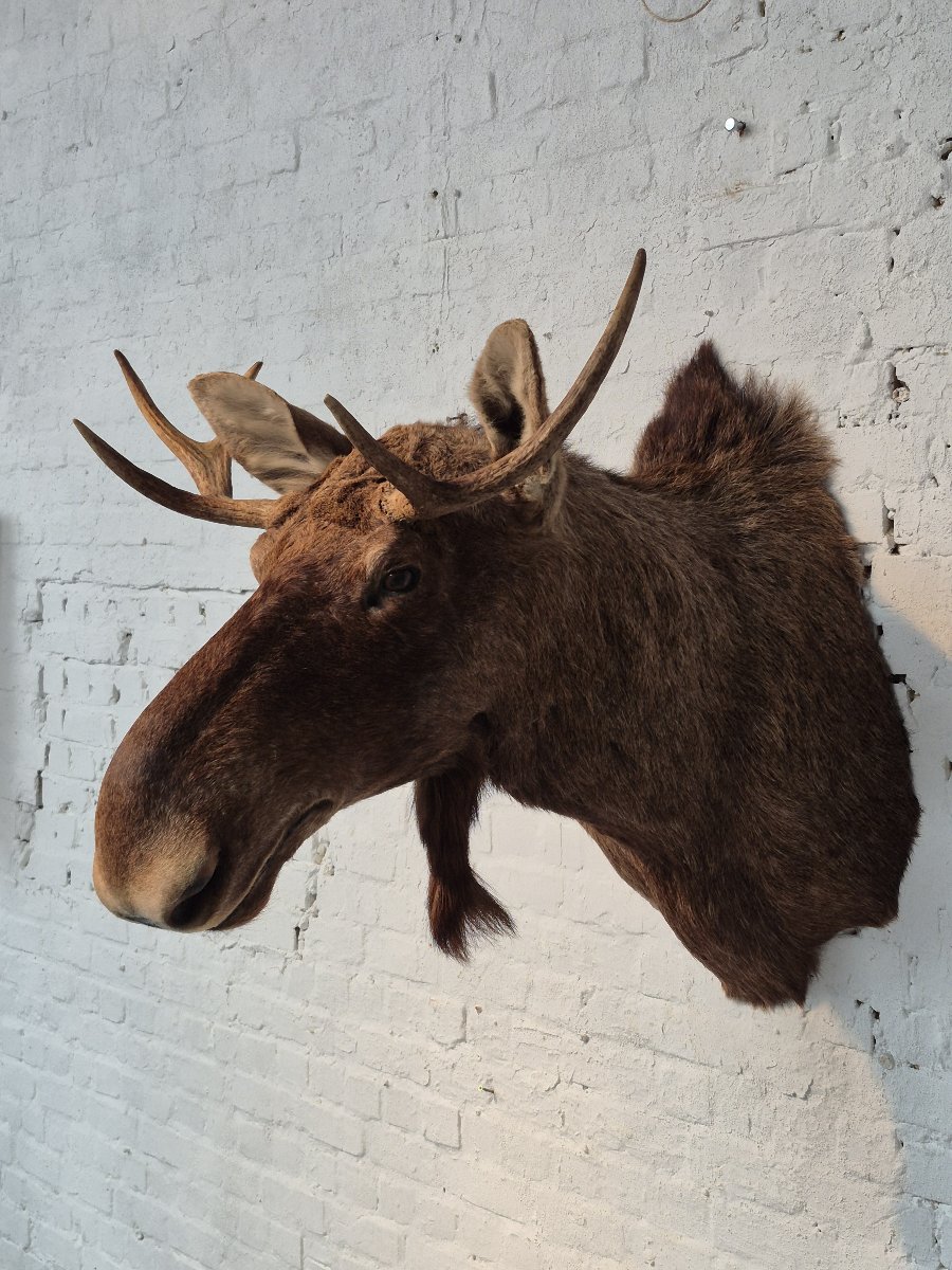 Moose Vintage Taxidermy Mount-photo-3