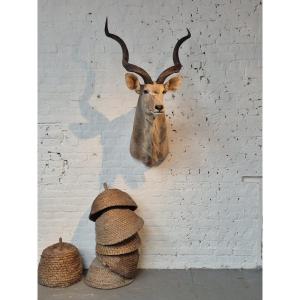 Greater Kudu Vintage Taxidermy Mount