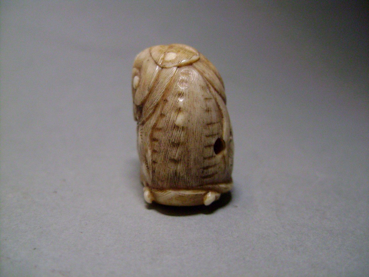 Ivory Netsuke. Shishi. Japan Meiji Period (1868-1912)-photo-4
