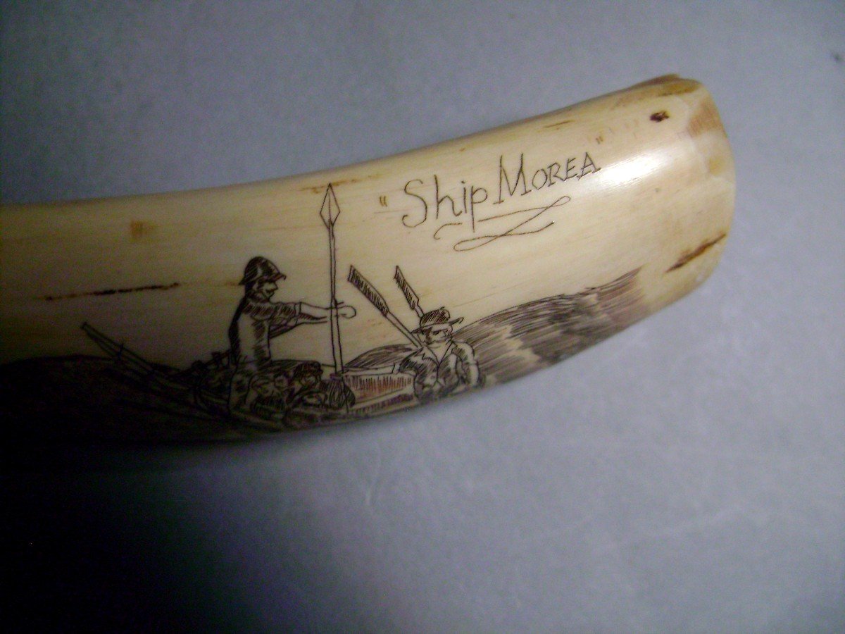 Scrimshaw In Ivory. Harpooned Whale. Nantucket, Usa, 19th Century.-photo-3