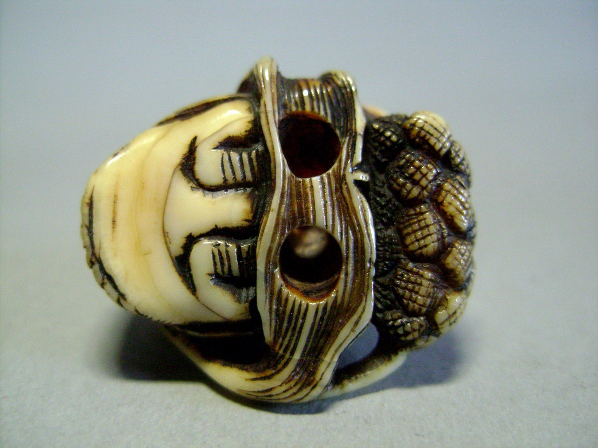 Netsuke en Ivoire. Caille sur un épi de millet. Japon époque Meiji (1868-1912 )-photo-3