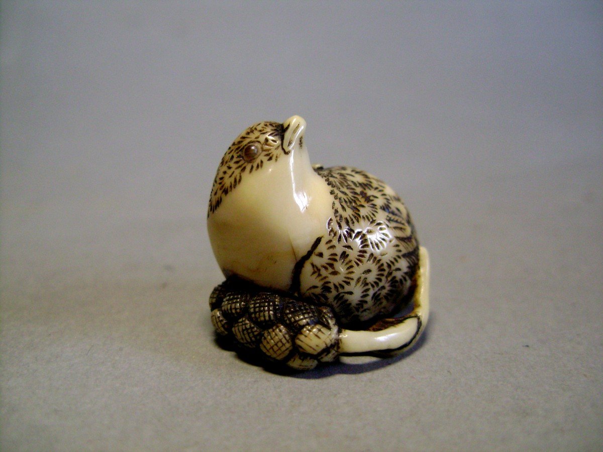 Netsuke en Ivoire. Caille sur un épi de millet. Japon époque Meiji (1868-1912 )