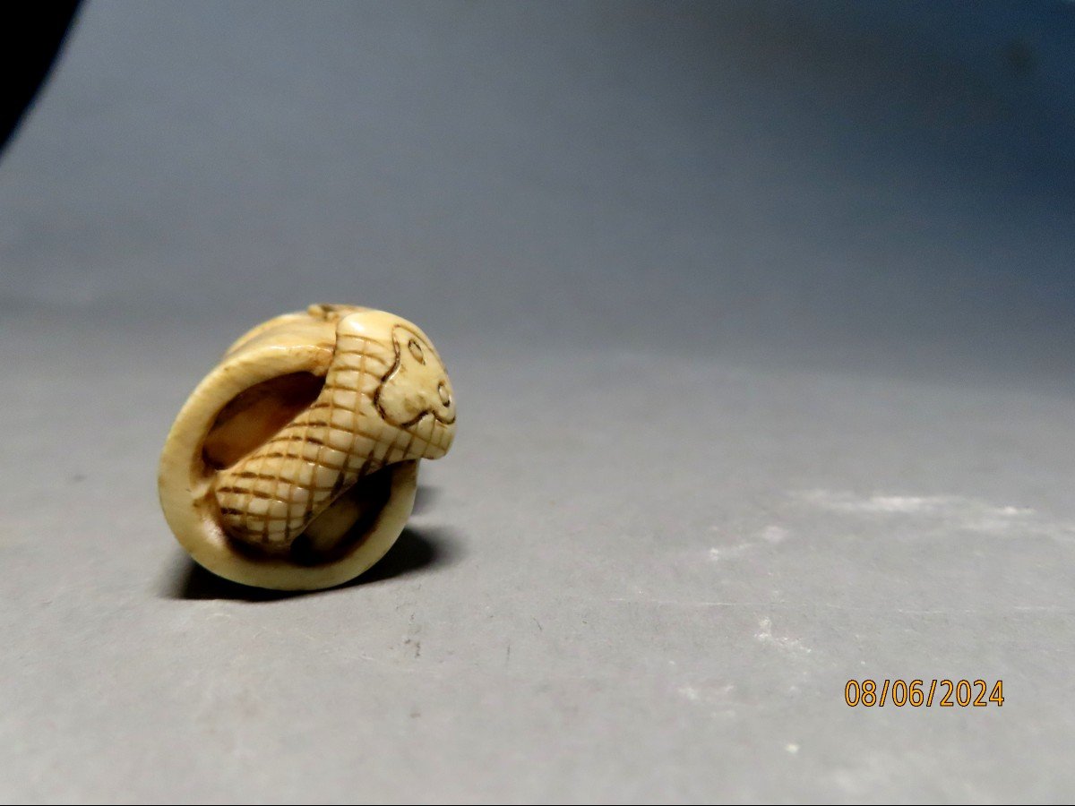 Ivory Netsuke. Cobra Versus Mouse. Japan Meiji Period (1868-1912)-photo-4