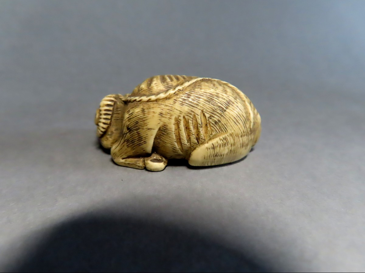 Netsuke en ivoiore. Buffle des rizières. Japon époque Meiji (1868-21912 )-photo-4