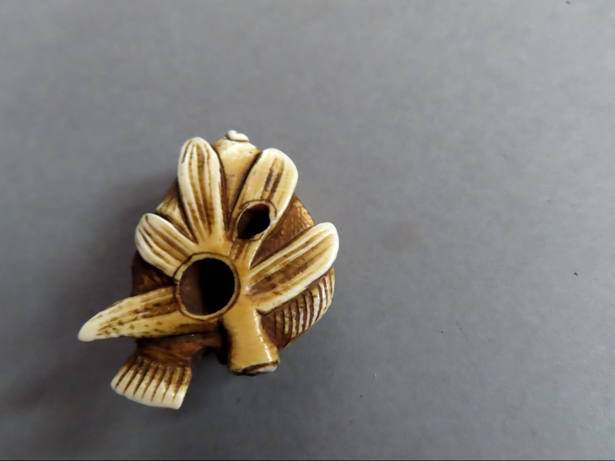 Netsuke en ivoire. Flétan. Japon époque Taisho (1912-1928 )-photo-2