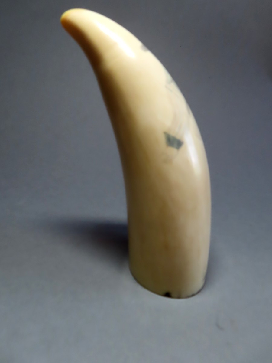 Sperm Whale Tooth Scrimshaw. Whaler's Sailor. 19th Century.-photo-4