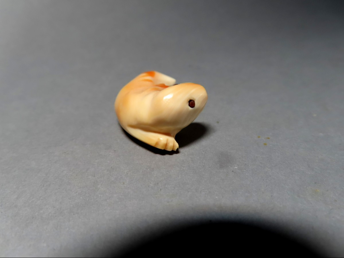 Netsuke en ivoire. Jeune phoque. Japon , époque Taisho (1912-1928 )-photo-4