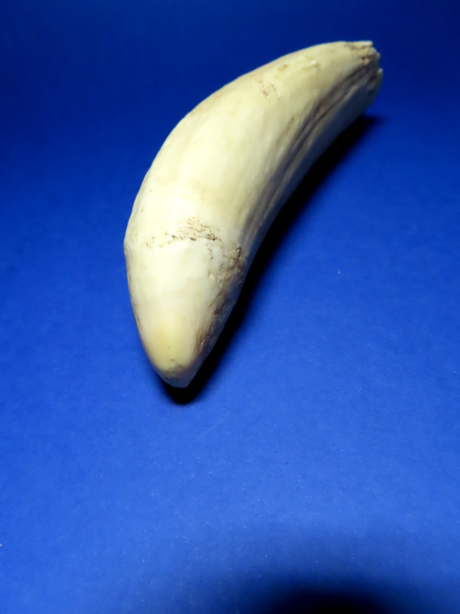 Dent de cachalot vierge, idéale pour scrimshaw.-photo-4
