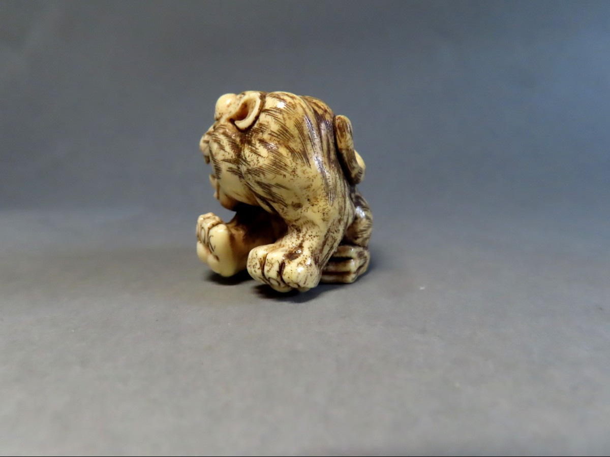 Netsuke en ivoire. Tigre rugissant. Japon époque Meiji (1868-1912 )-photo-3