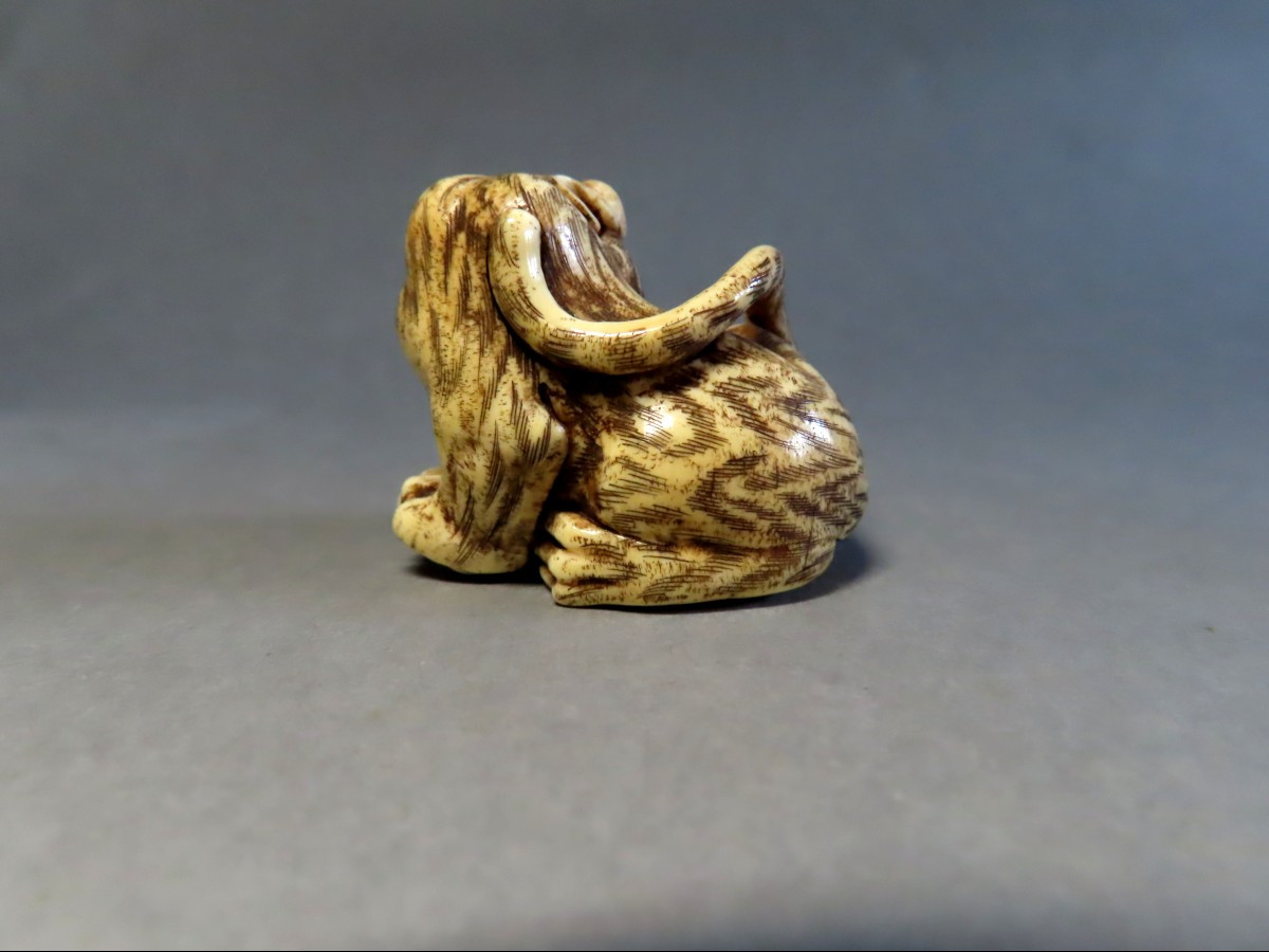 Netsuke en ivoire. Tigre rugissant. Japon époque Meiji (1868-1912 )-photo-4