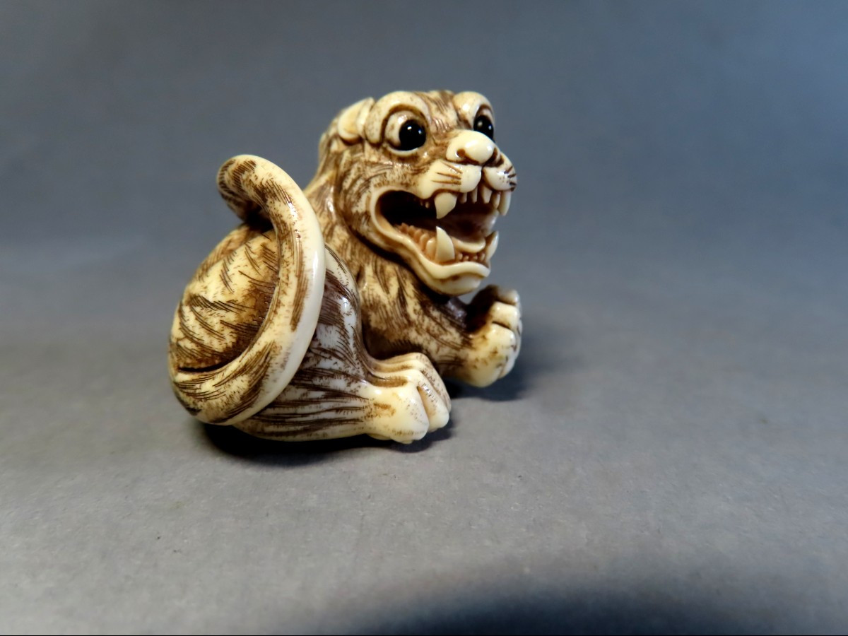 Netsuke en ivoire. Tigre rugissant. Japon époque Meiji (1868-1912 )-photo-2