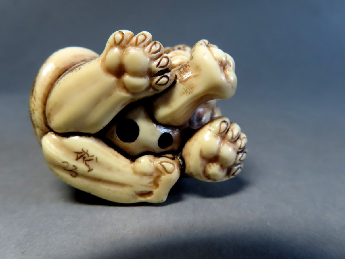Netsuke en ivoire. Tigre rugissant. Japon époque Meiji (1868-1912 )-photo-3