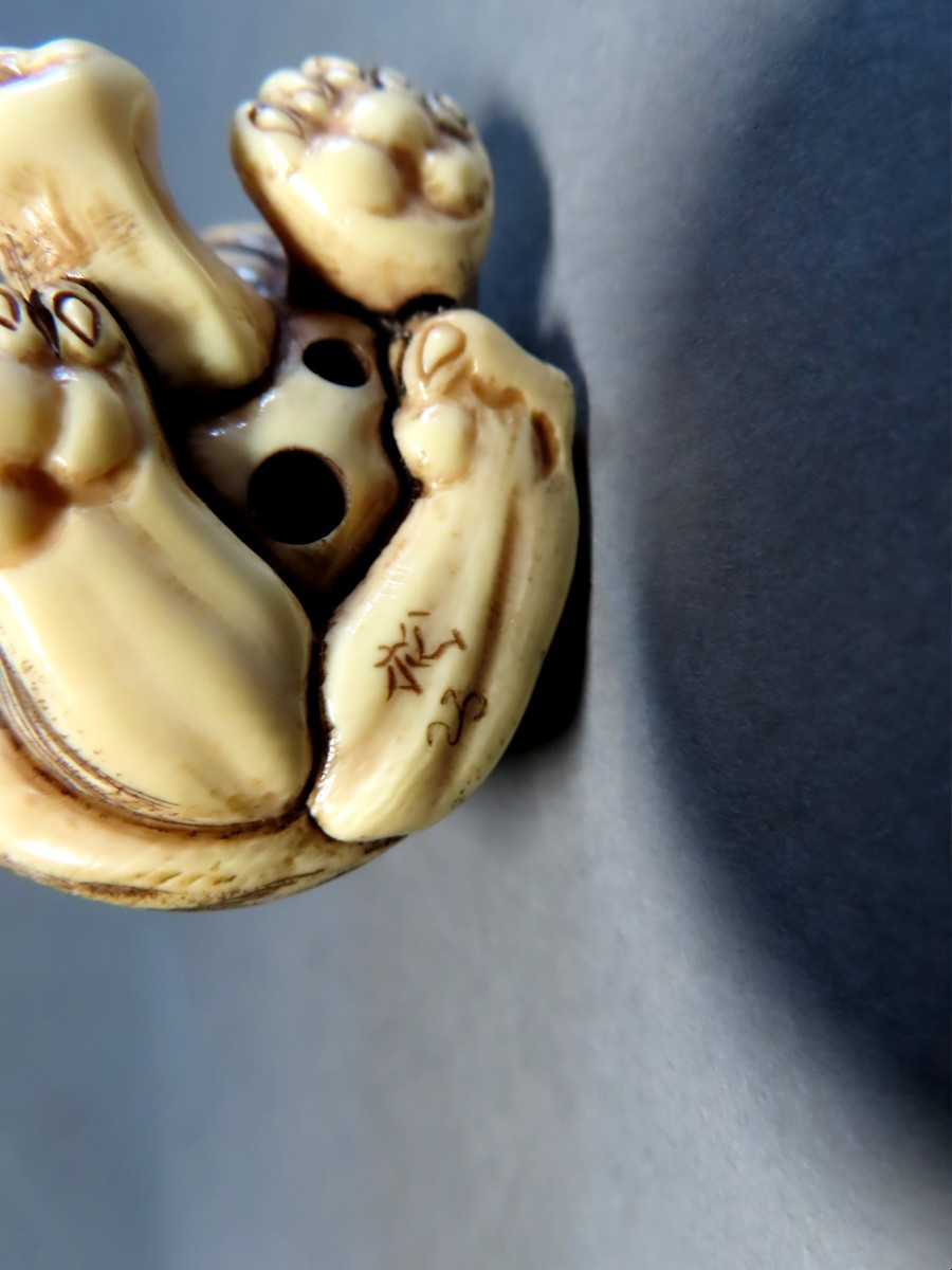 Netsuke en ivoire. Tigre rugissant. Japon époque Meiji (1868-1912 )-photo-4