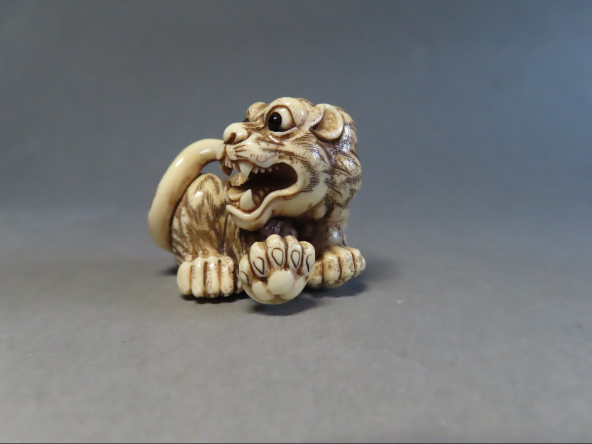 Netsuke en ivoire. Tigre rugissant. Japon époque Meiji (1868-1912 )