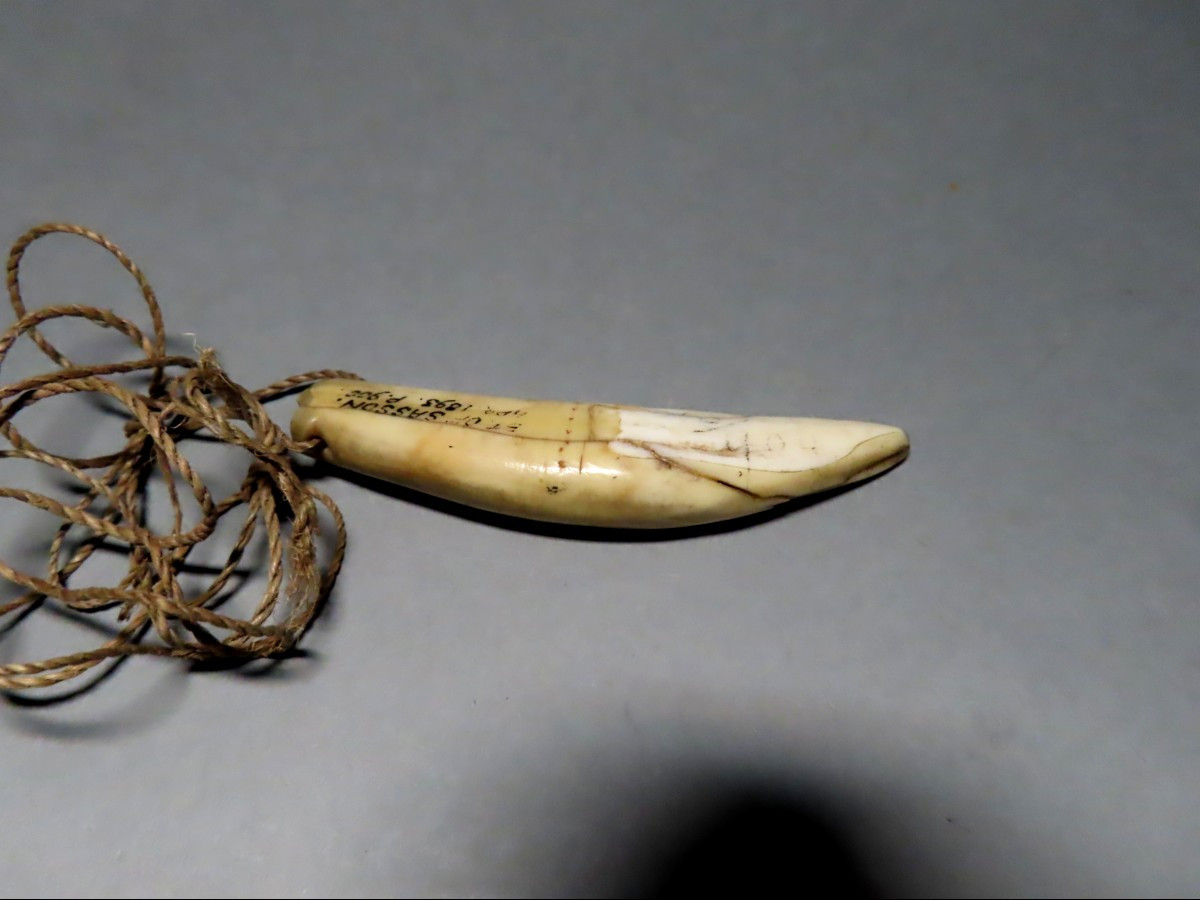 Pendentif en dent de phacochère. Augustus Pitt Rivers 1893.-photo-2
