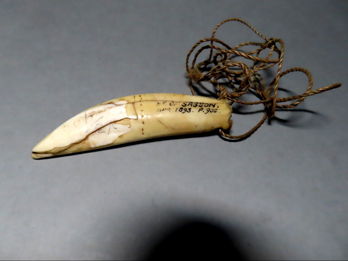 Pendentif en dent de phacochère. Augustus Pitt Rivers 1893.