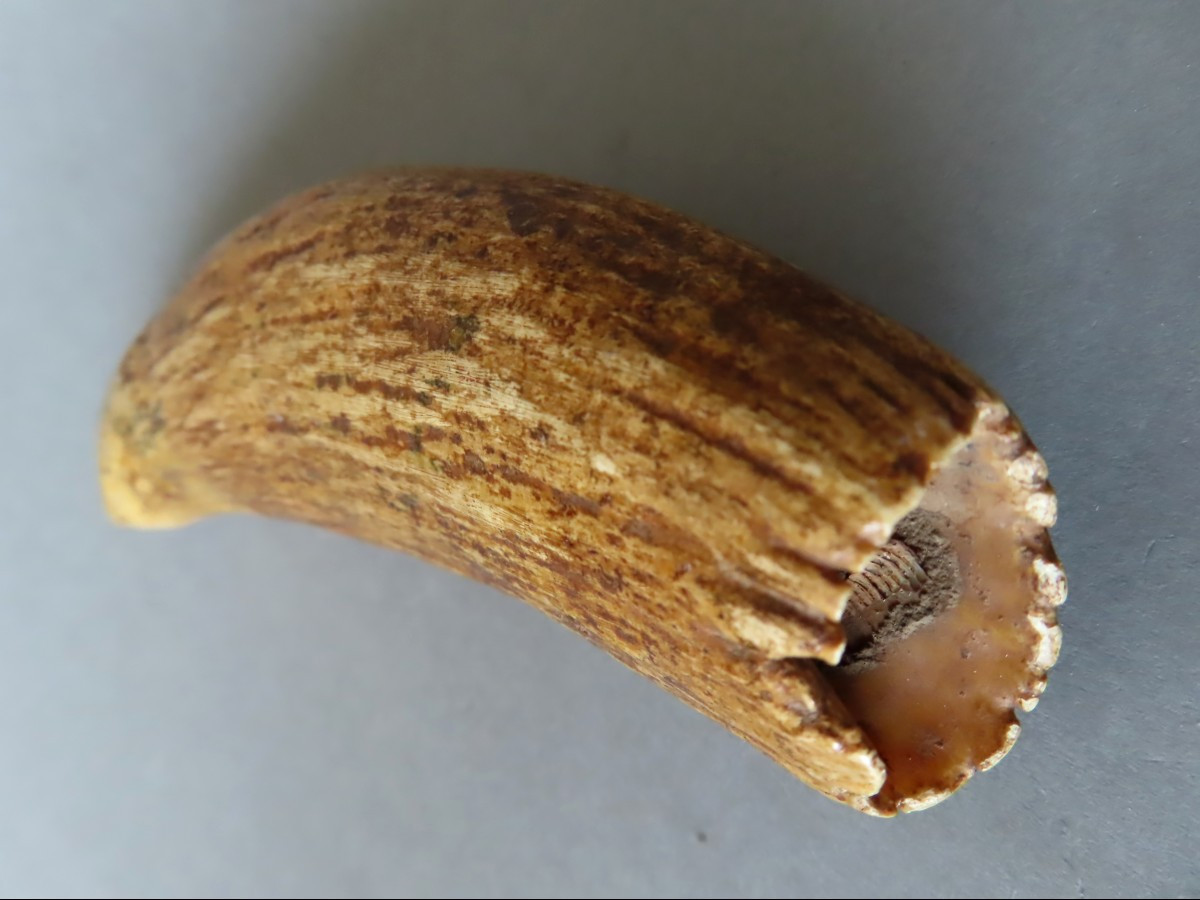 Tabua, Sperm Whale Tooth, Ivory. Polynesia, 19th Century.-photo-4