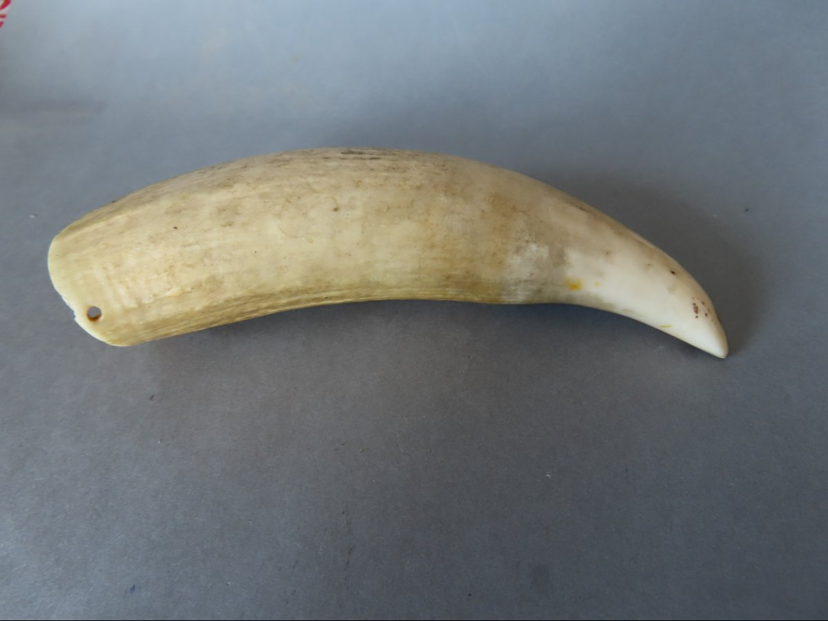 Scrimshaw. Tabua Carved From A Sperm Whale Tooth. Fiji, 19th Century-photo-2
