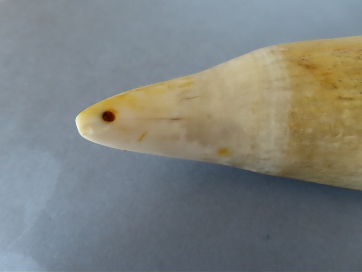 Scrimshaw. Tabua Carved From A Sperm Whale Tooth. Fiji, 19th Century-photo-1
