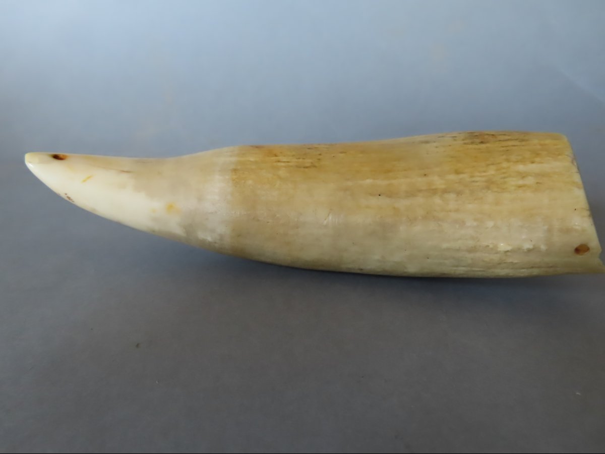 Scrimshaw. Tabua Carved From A Sperm Whale Tooth. Fiji, 19th Century