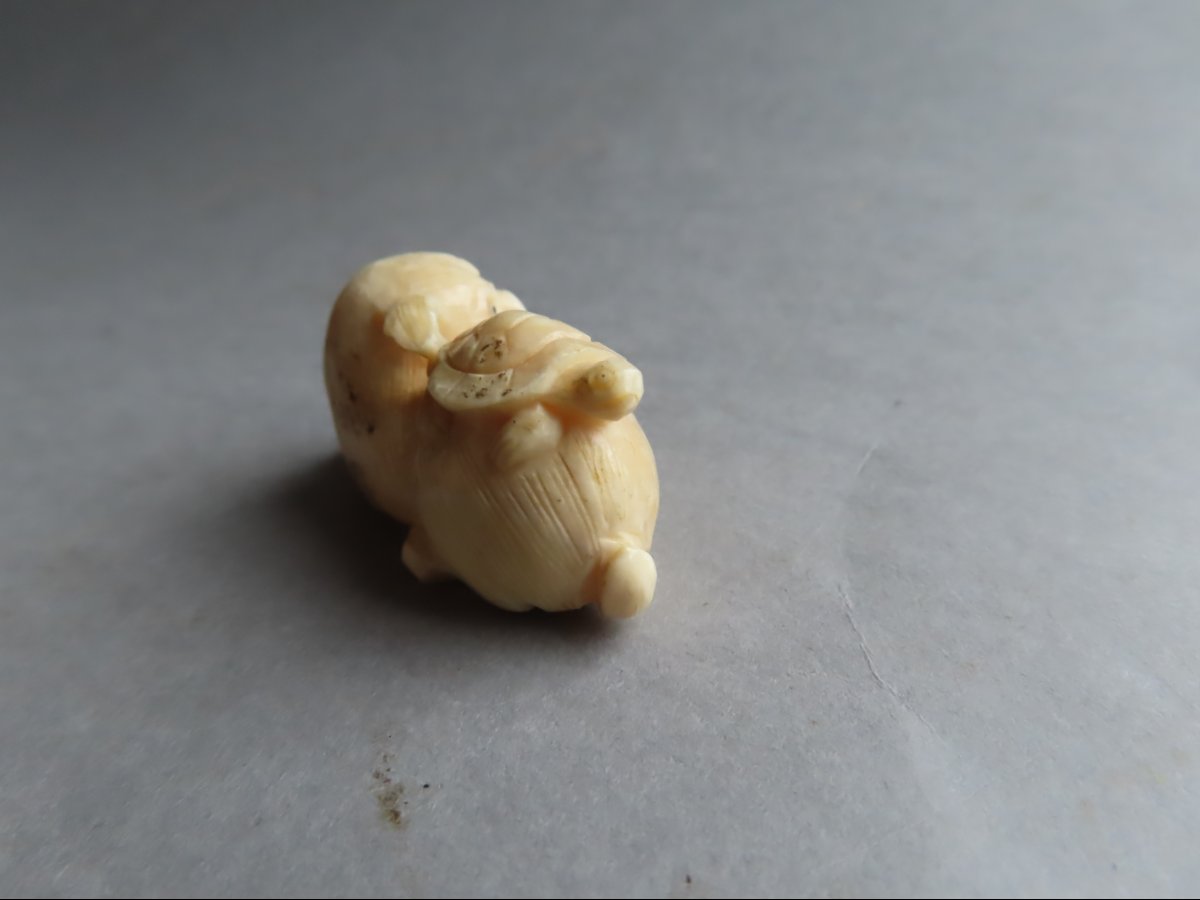 Netsuke Made Of Marine Ivory. Puppy And Turtle. Meiji Period, Japan (1868–1912)-photo-4