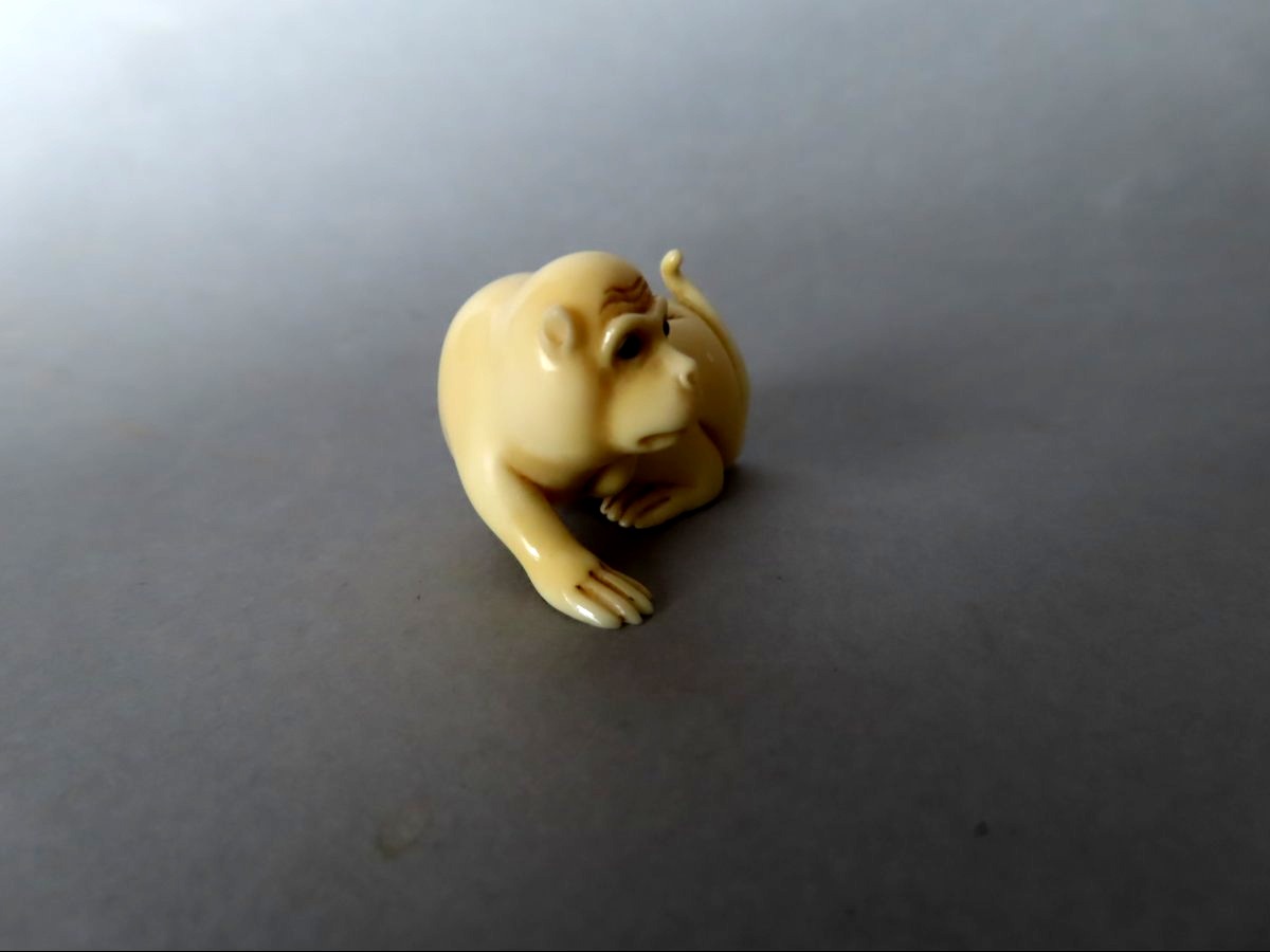 Netsuke en ivoire. Singe dubitatif. Signé Tomotada, école de Kyoto. Japon  Meiji.-photo-4