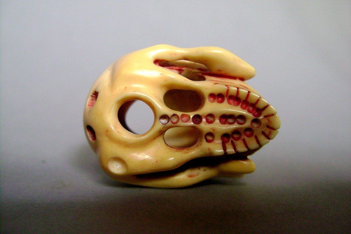 Netsuke In Ivory. Skull. Japan Late Edo Early Meiji.-photo-1