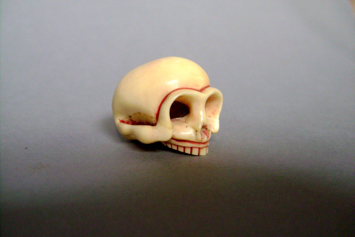 Netsuke In Ivory. Skull. Japan Late Edo Early Meiji.