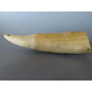 Scrimshaw. Tabua dans une dent de cachalot. Fidji X IXème