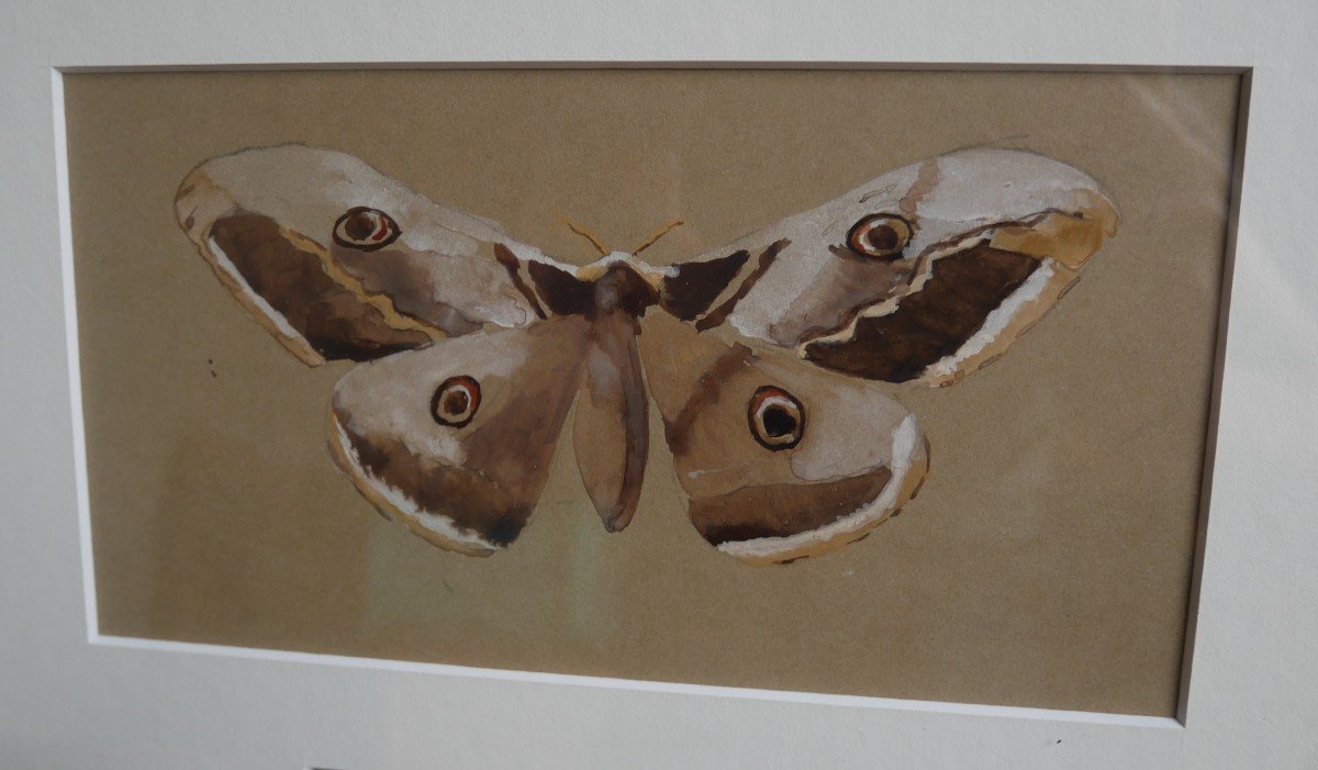 Etudes De Papillons, Sphinx Tête De Mort, Grand Paon de Nuit, Dessins, Triptyque, 1900-photo-2