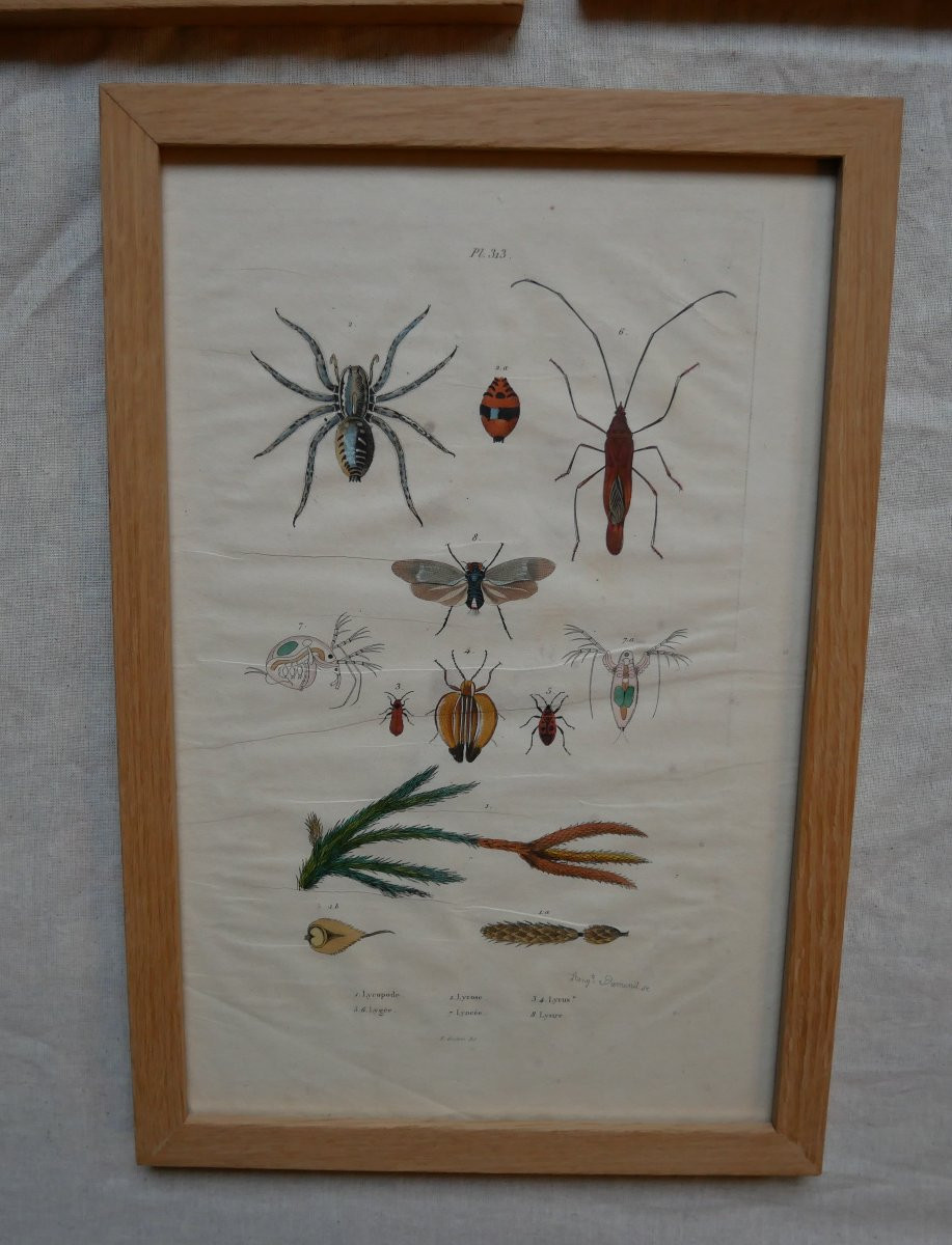 Natural History, 3 Watercolor Plates In Frame, 19th Century-photo-2