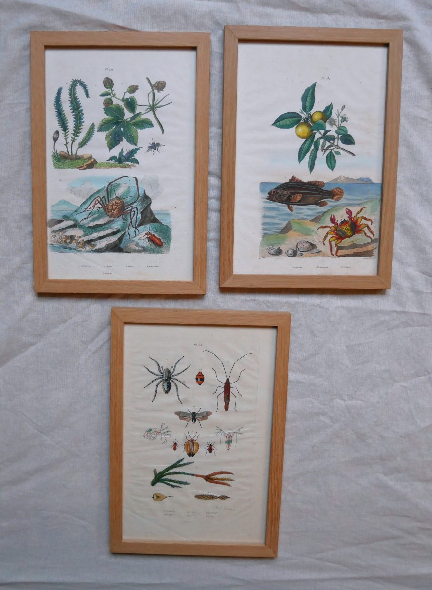 Natural History, 3 Watercolor Plates In Frame, 19th Century
