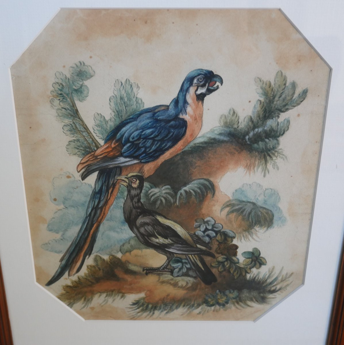  Etude d'Oiseaux, Perroquets, Aquarelle sur Papier, XVIIIème siècle-photo-2