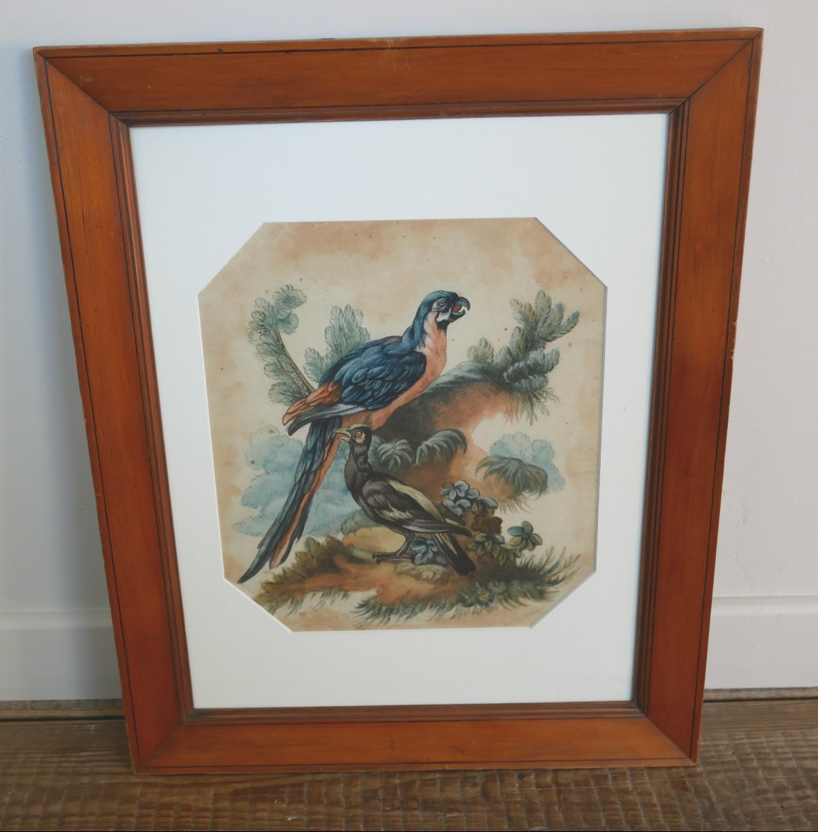  Etude d'Oiseaux, Perroquets, Aquarelle sur Papier, XVIIIème siècle